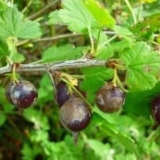 Kako preraditi ribizle od kraste - mjere kontrole